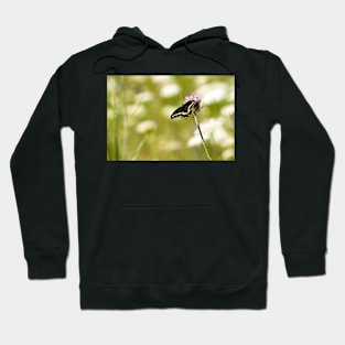 Le Papillon Hoodie